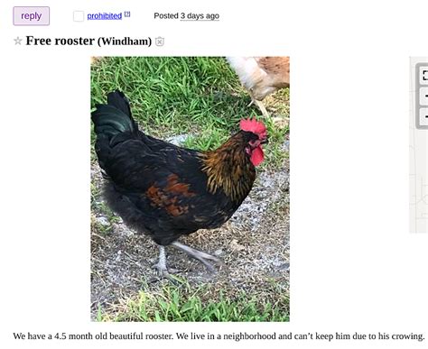 see also. . Craigslist chickens for sale